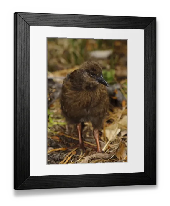 Framed Print : New Zealand, Southland, Stewart Island, Ulva Island. a young and still downy Weka Framed Print : New Zealand, Southland, Stewart Island, Ulva Island. a young and still downy Weka