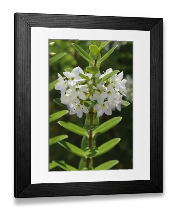 Framed Print : New Zealand