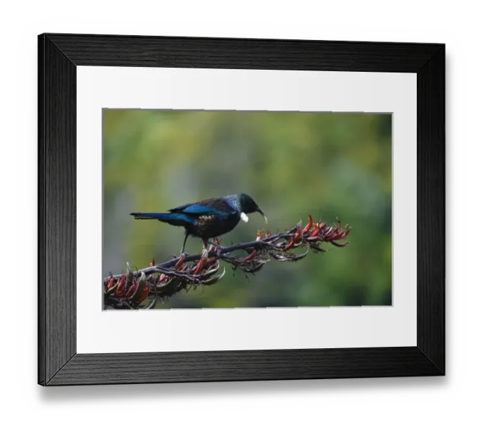 Framed Print : New Zealand, Southland, Stewart Island, Halfmoon Bay. Adult Tui (Prosthermadera novaeseelandiae) Framed Print : New Zealand, Southland, Stewart Island, Halfmoon Bay. Adult Tui (Prosthermadera novaeseelandiae)