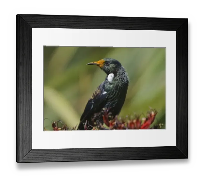 Framed Print : New Zealand Framed Print : New Zealand