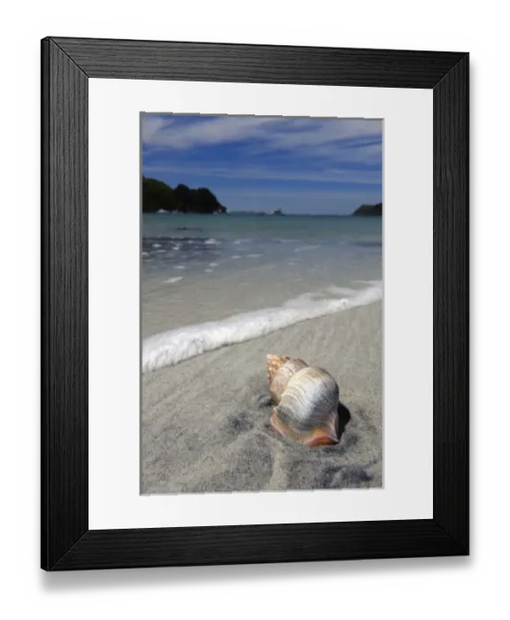 Framed Print : New Zealand, Southland, Stewart Island, Sea shell on the sand beach in Horseshoe Bay Framed Print : New Zealand, Southland, Stewart Island, Sea shell on the sand beach in Horseshoe Bay