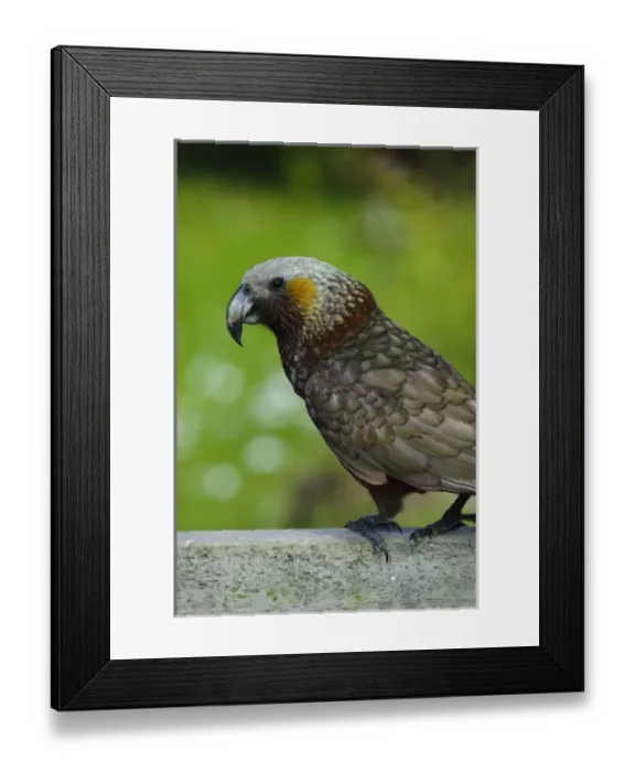 Framed Print : New Zealand, Southland, Stewart Island, Halfmoon Bay. Kaka (Nestor meridionalis)