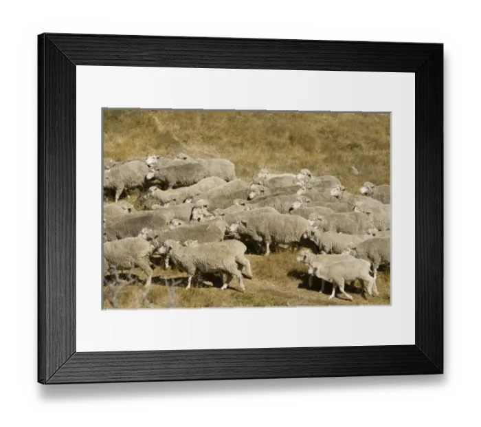 Framed Print : New Zealand Framed Print : New Zealand