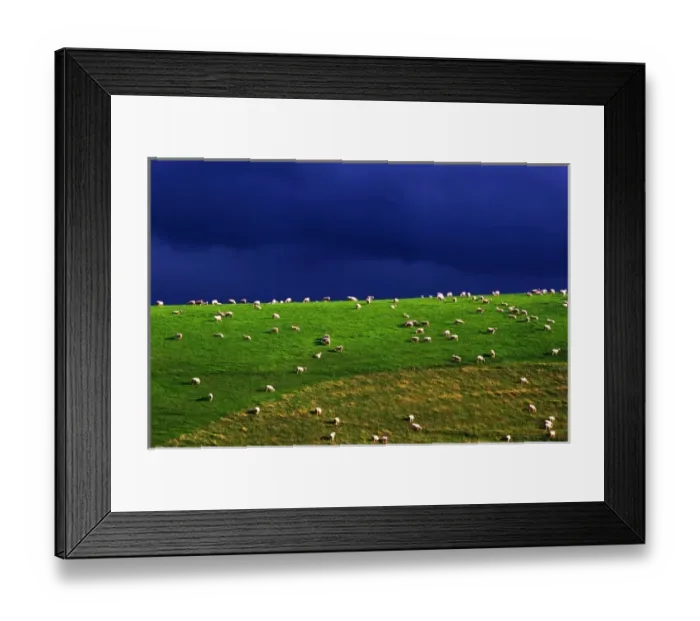 Framed Print : New Zealand, South Island, sheep grazing on hillside