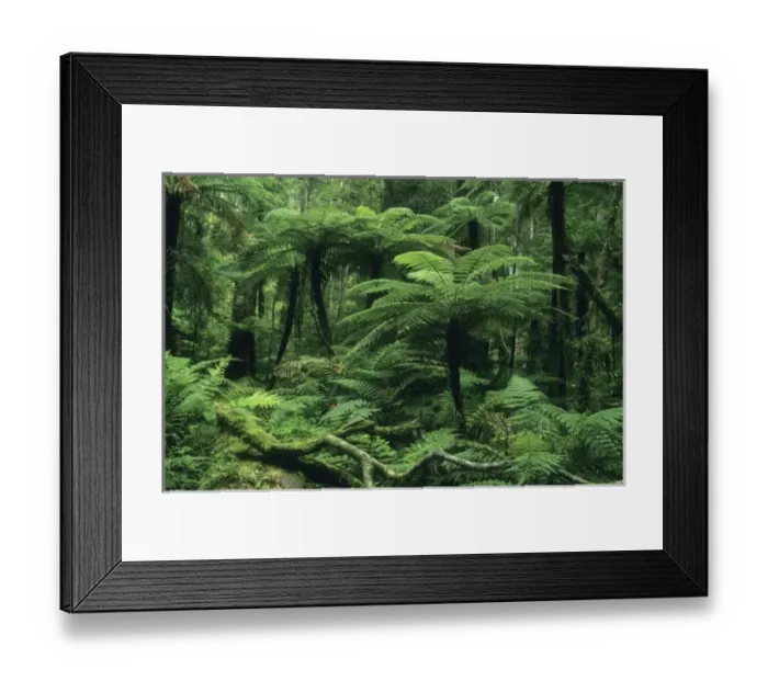Framed Print : New Zealand, North Island, Whirinaki Forest Park, native forest, tree ferns and forest interior Framed Print : New Zealand, North Island, Whirinaki Forest Park, native forest, tree ferns and forest interior