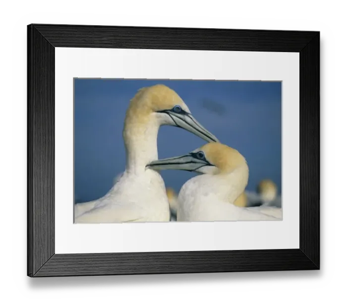 Framed Print : Australasian Gannet, (Sula serrator) courting pair preening, Cape Kidnappers, New Zealand