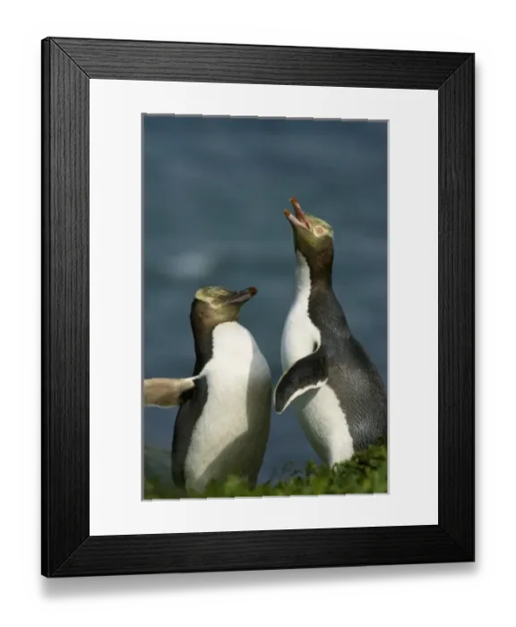 Framed Print : Yellow-Eyed Penguin (Megadyptes antipodes) Enderby Is, Auckland, New Zealand Framed Print : Yellow-Eyed Penguin (Megadyptes antipodes) Enderby Is, Auckland, New Zealand