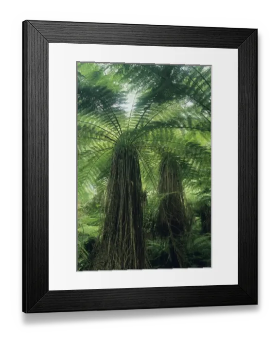 Framed Print : New Zealand, Hst Valley, Westland, Soft Tree Fern Forest, (Cyathea smithii) Framed Print : New Zealand, Hst Valley, Westland, Soft Tree Fern Forest, (Cyathea smithii)