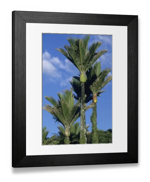 Framed Print : Nikau Palm Tree (Rhopalostylis sapida) Endemic, Paparoa National Park, New Zealand Framed Print : Nikau Palm Tree (Rhopalostylis sapida) Endemic, Paparoa National Park, New Zealand