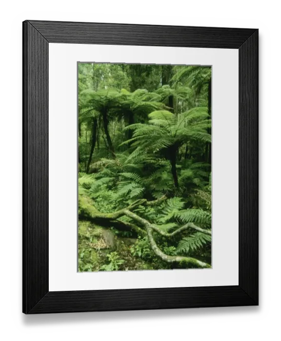 Framed Print : New Zealand, North Island, Whirinaki Forest Park, native forest, tree ferns and forest interior Framed Print : New Zealand, North Island, Whirinaki Forest Park, native forest, tree ferns and forest interior