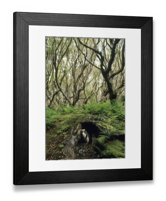 Framed Print : New Zealand Framed Print : New Zealand