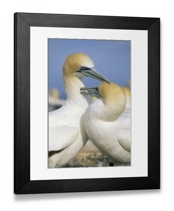 Framed Print : Australasian Gannet, (Sula serrator), courting pair preening, Cape Kidnappers, New Zealand