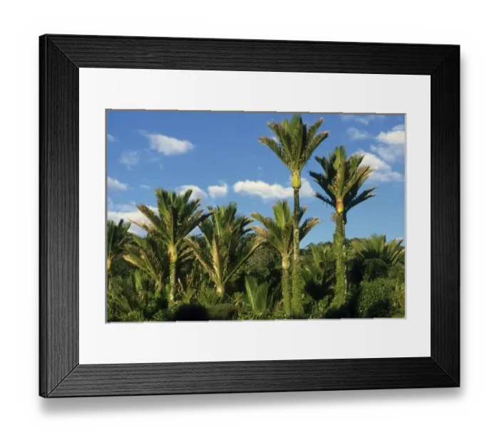 Framed Print : Palm tree, Nikau, (Rhopalostylis sapida), endemic to New Zealand, worlds southernmost Palm Framed Print : Palm tree, Nikau, (Rhopalostylis sapida), endemic to New Zealand, worlds southernmost Palm
