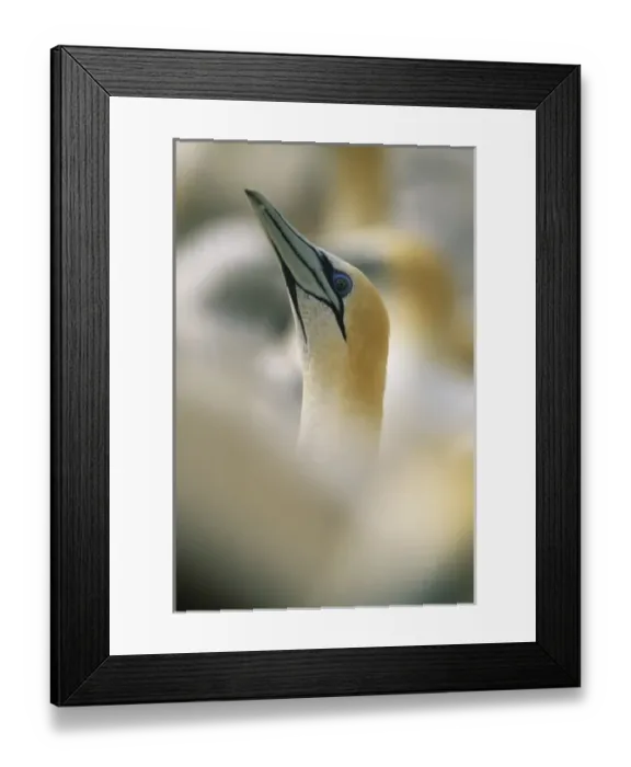 Framed Print : New Zealand Framed Print : New Zealand