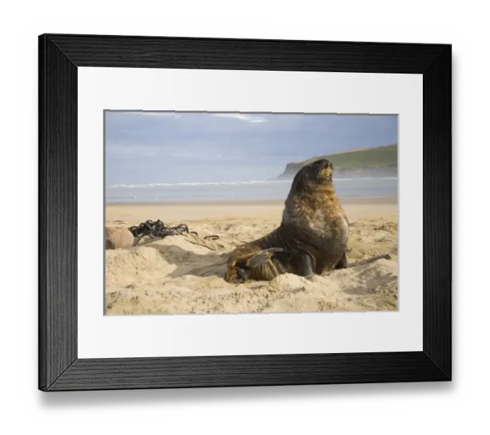 Framed Print : New Zealand Framed Print : New Zealand