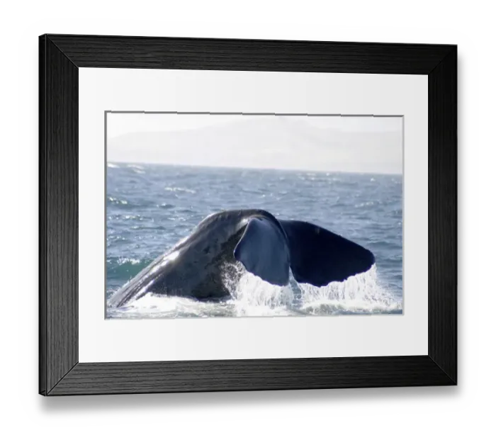 Framed Print : Kaikoura, New Zealand. Whale watching is the main draw of the sleepy south island town of Kaikoura Framed Print : Kaikoura, New Zealand. Whale watching is the main draw of the sleepy south island town of Kaikoura