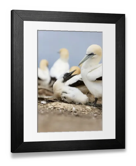 Framed Print : New Zealand Framed Print : New Zealand