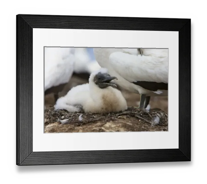Framed Print : New Zealand, North Island, Hawkes Bay, Cape Kidnappers. Australasian Gannet chick