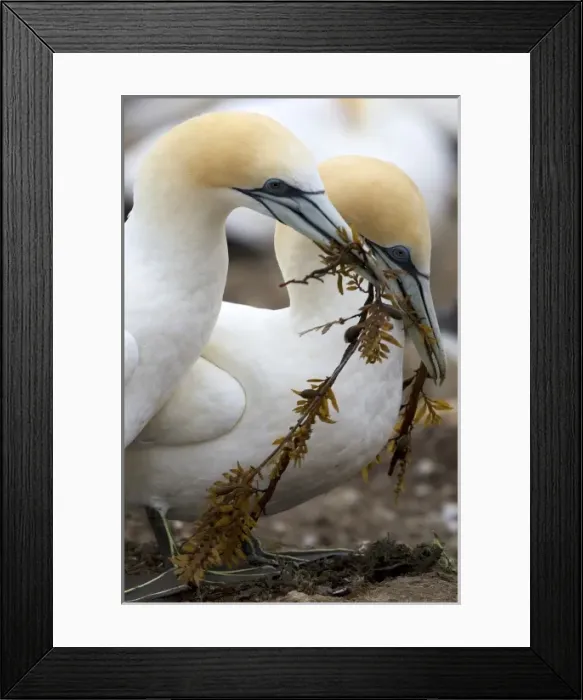 Framed Print : New Zealand Framed Print : New Zealand