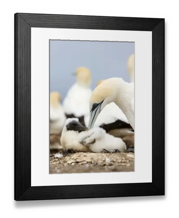 Framed Print : New Zealand Framed Print : New Zealand