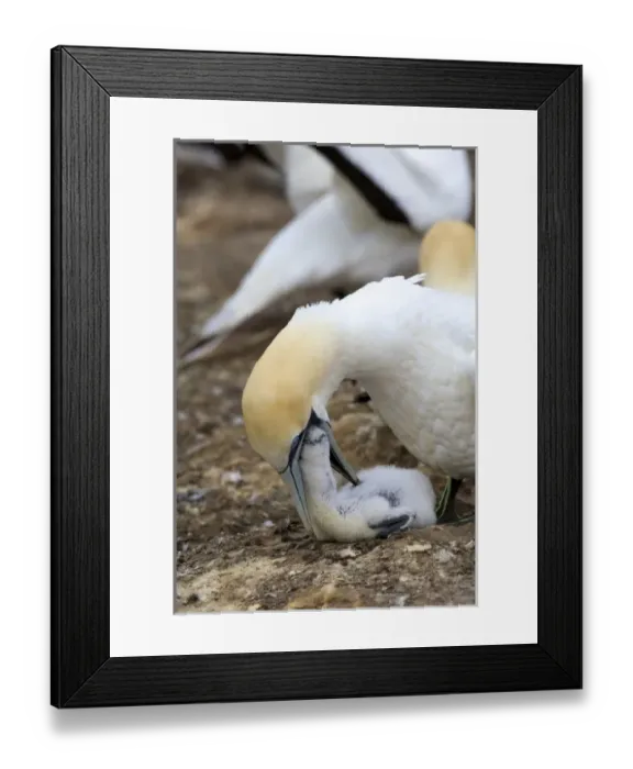 Framed Print : New Zealand Framed Print : New Zealand