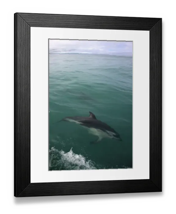 Framed Print : New Zealand, South Island, Kaikoura Coast. Dusky dolphin Framed Print : New Zealand, South Island, Kaikoura Coast. Dusky dolphin