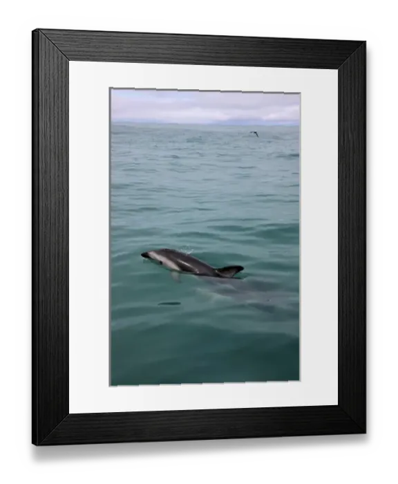 Framed Print : New Zealand, South Island, Kaikoura Coast. Dusky dolphin Framed Print : New Zealand, South Island, Kaikoura Coast. Dusky dolphin