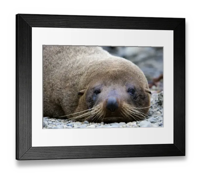 Framed Print : New Zealand, South Island, Kaikoura Coast. New Zealand Fur Seal Framed Print : New Zealand, South Island, Kaikoura Coast. New Zealand Fur Seal