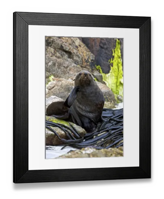Framed Print : New Zealand Framed Print : New Zealand