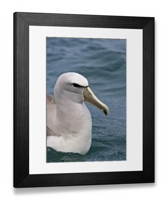 Framed Print : New Zealand, South Island, Kaikoura Coast. Salvins Albatross