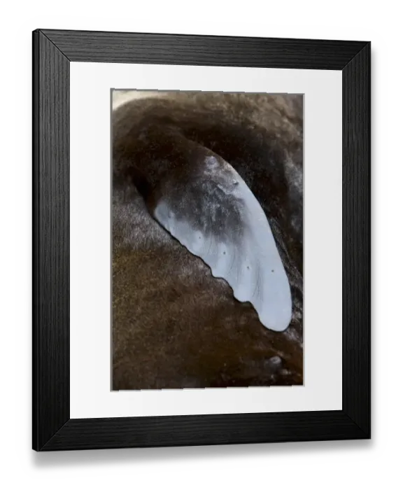 Framed Print : New Zealand, South Island, Kaikoura Coast. New Zealand Fur Seal flipper detail Framed Print : New Zealand, South Island, Kaikoura Coast. New Zealand Fur Seal flipper detail