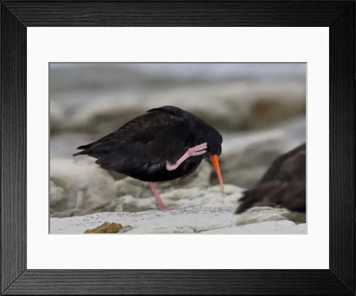 Framed Print : New Zealand Framed Print : New Zealand