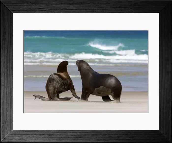 Framed Print : New Zealand, South Island, Otago Penninsula. Hookers Sea Lion