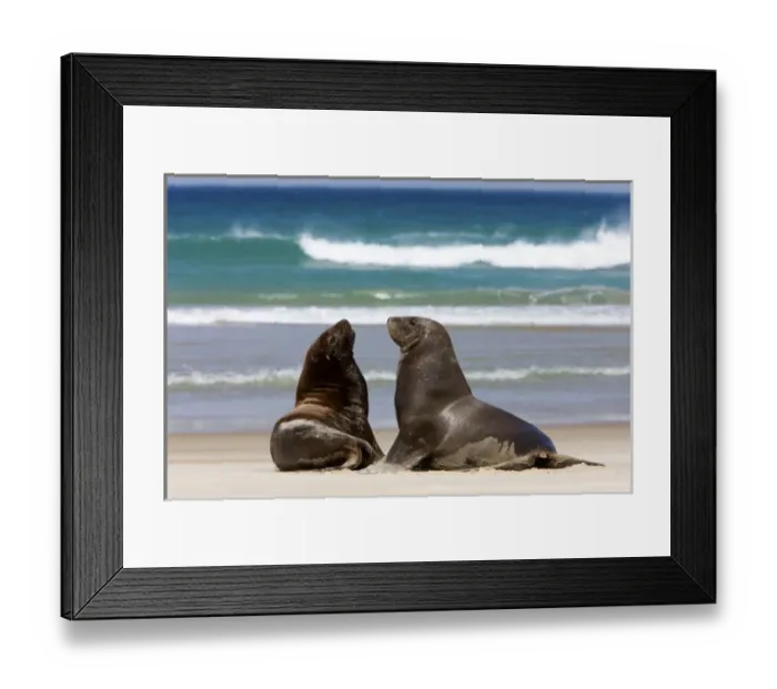Framed Print : New Zealand, South Island, Otago Penninsula. Hookers Sea Lion Framed Print : New Zealand, South Island, Otago Penninsula. Hookers Sea Lion