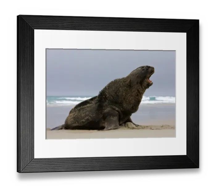 Framed Print : New Zealand, South Island, Otago Penninsula. male Hookers Sea Lion