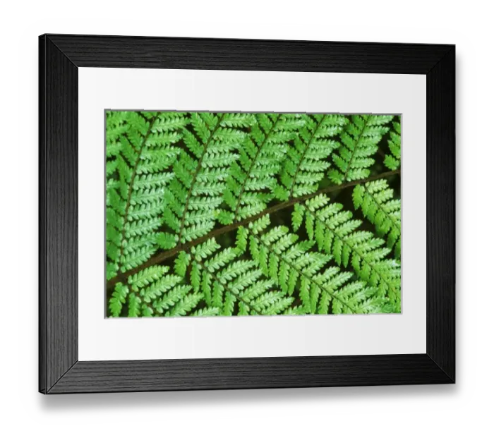 Framed Print : New Zealand, South Island, Westland NP, Fern Detail Framed Print : New Zealand, South Island, Westland NP, Fern Detail