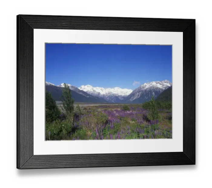 Framed Print : New Zealand, South Island, Arthurs Pass National Park, Lupine and the Main Divide Framed Print : New Zealand, South Island, Arthurs Pass National Park, Lupine and the Main Divide