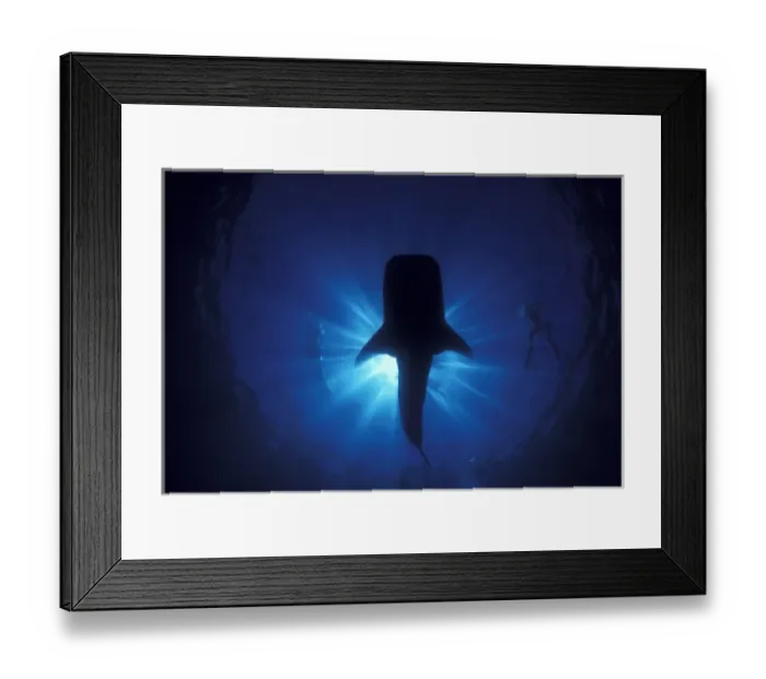 Framed Print : Australia, Ningaloo Reef. Whale shark and snokelers Framed Print : Australia, Ningaloo Reef. Whale shark and snokelers