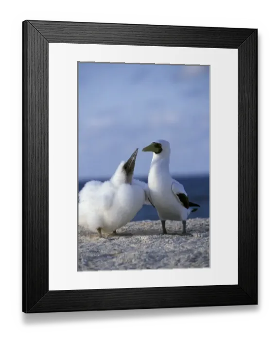Framed Print : Australia, Coringa Island preserve. Masked Booby (Sula dactylatra), mother and baby