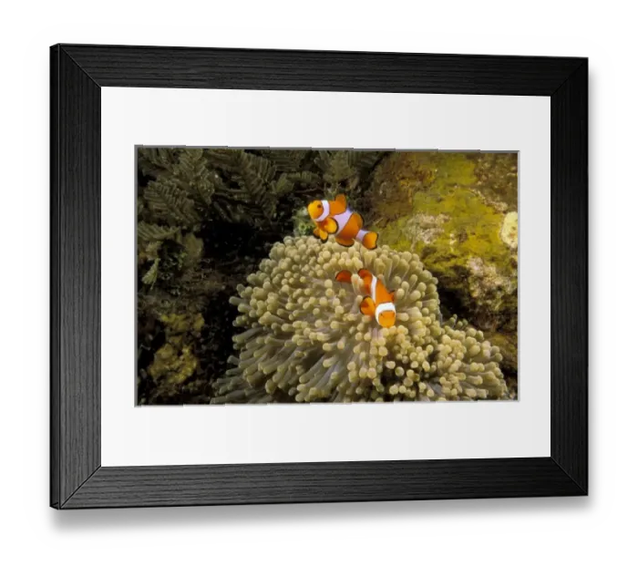 Framed Print : New Zealand