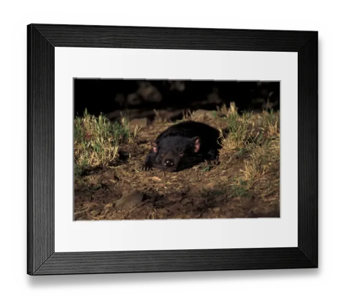 Framed Print : Australia, Tasmania. Tasmanian Devil (Sarcophilus harisii)