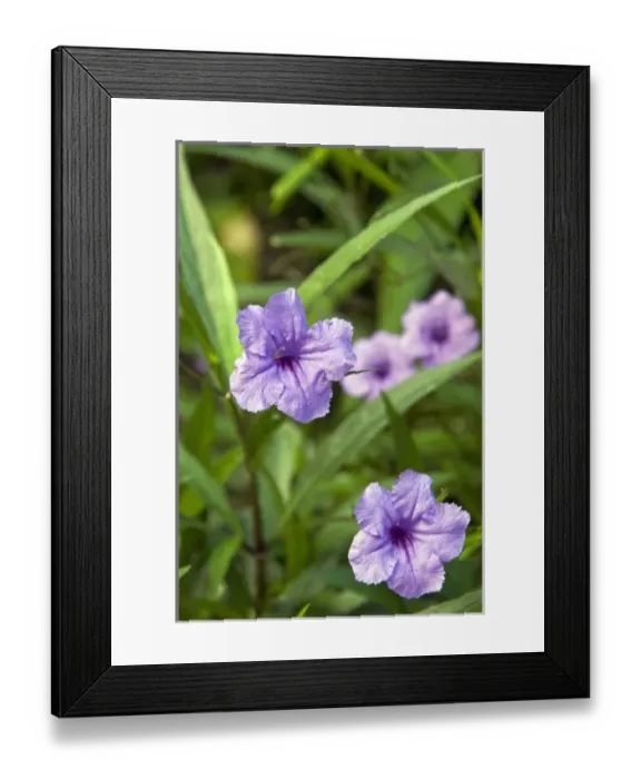 Framed Print : Flowers, Antigua, West Indies, Caribbean, Central America