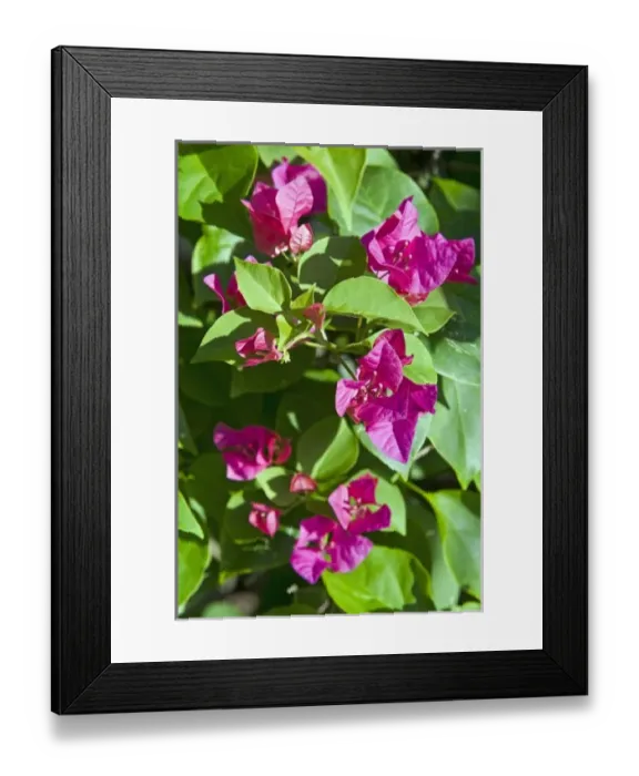Framed Print : Bougainvillea, Antigua, West Indies, Caribbean, Central America