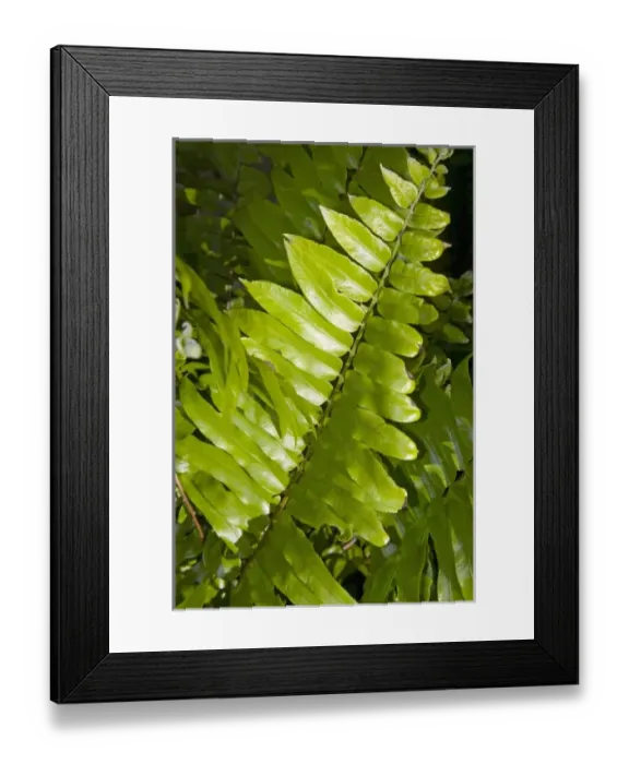 Framed Print : Caribbean, Antigua Framed Print : Caribbean, Antigua