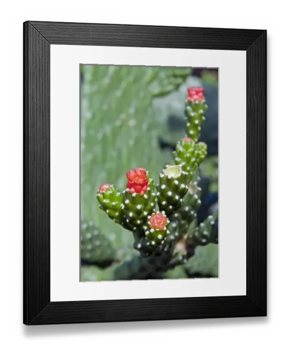 Framed Print : Fat plant, Antigua, West Indies, Caribbean, Central America Framed Print : Fat plant, Antigua, West Indies, Caribbean, Central America