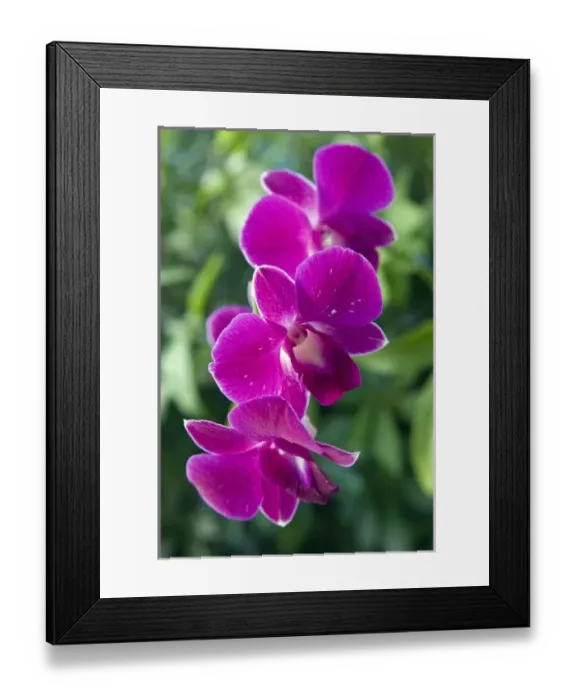 Framed Print : Orchid, Antigua, West Indies, Caribbean, Central America Framed Print : Orchid, Antigua, West Indies, Caribbean, Central America