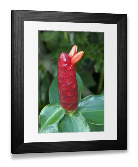 Framed Print : Flowers, Antigua, West Indies, Caribbean, Central America Framed Print : Flowers, Antigua, West Indies, Caribbean, Central America