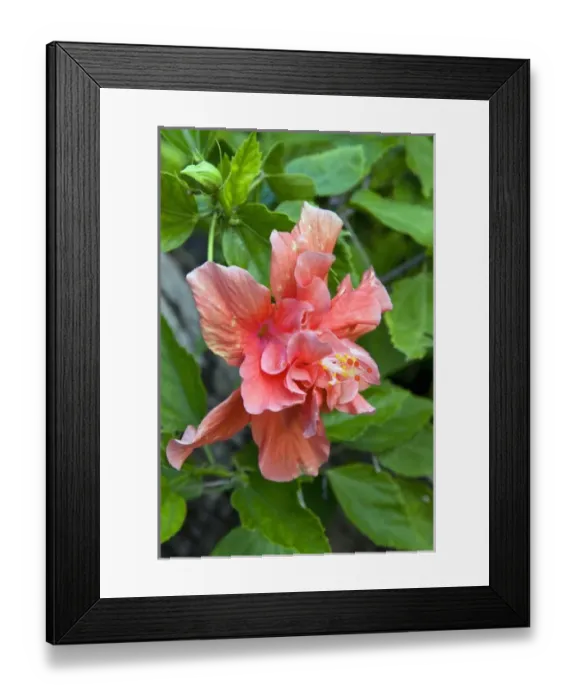 Framed Print : Hibiscus Flowers, Antigua, West Indies, Caribbean, Central America Framed Print : Hibiscus Flowers, Antigua, West Indies, Caribbean, Central America