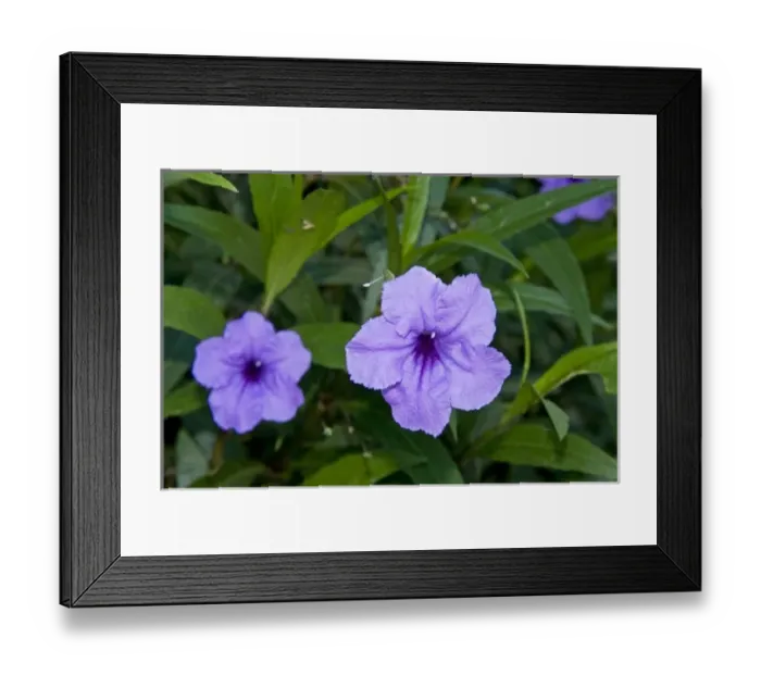 Framed Print : Flowers, Antigua, West Indies, Caribbean, Central America Framed Print : Flowers, Antigua, West Indies, Caribbean, Central America