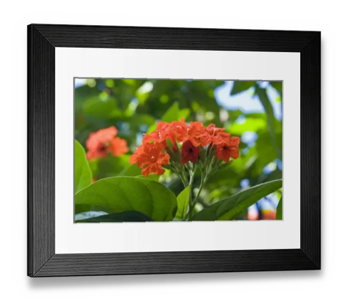 Framed Print : Flowers, Antigua, West Indies, Caribbean, Central America Framed Print : Flowers, Antigua, West Indies, Caribbean, Central America
